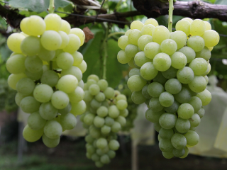 ヒムロット・シードレス