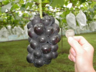 藤稔(ふじみのり)