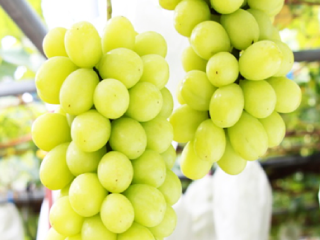 シャインマスカット