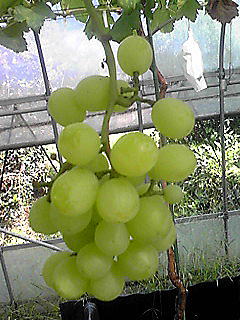 瀬戸ジャイアンツ