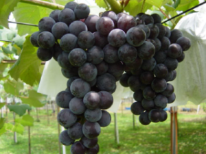 安芸シードレス