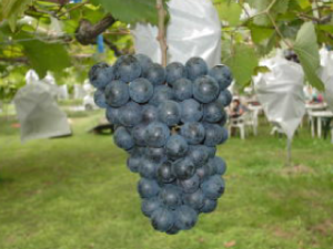 マスカットベリーＡ