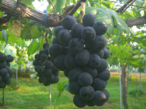 ブラックビート