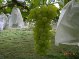 ハニーシードレス