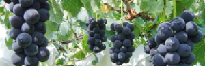 ぶどうバナー