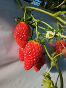 あきひめ果肉はやわらかく、酸味が少ないので小さなお子様にも人気の品種です。