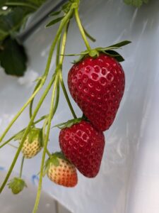 ベリーポップすず