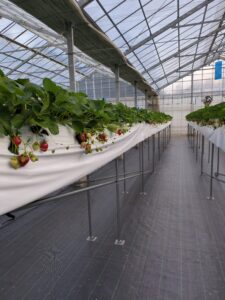 旧ハウスの栽培システム更新