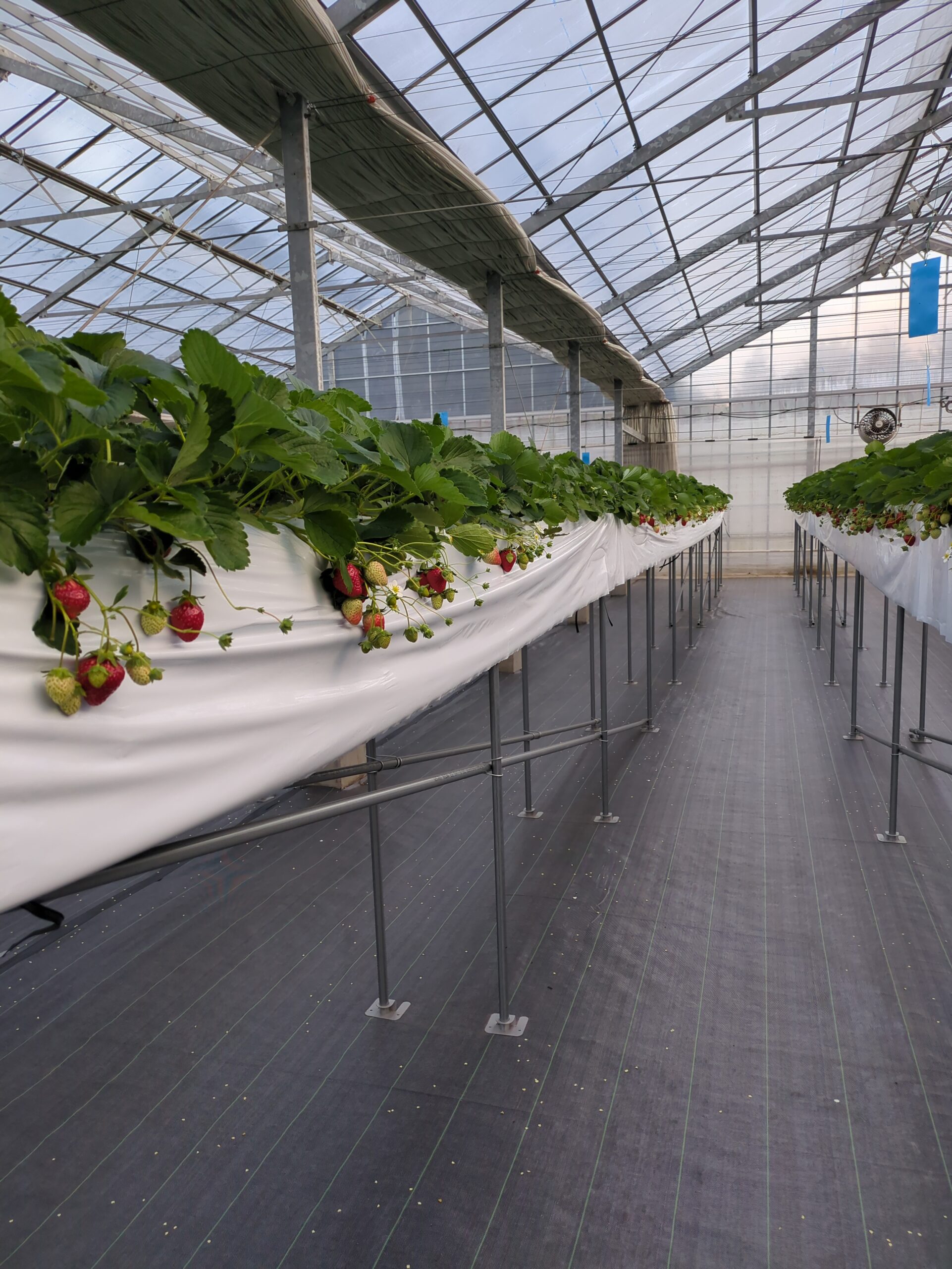 旧ハウスの栽培システム更新