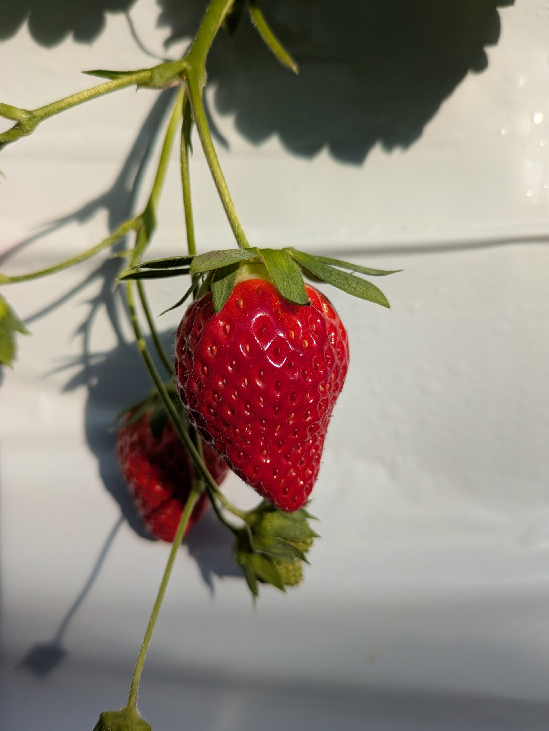 ベリーポップはるひ