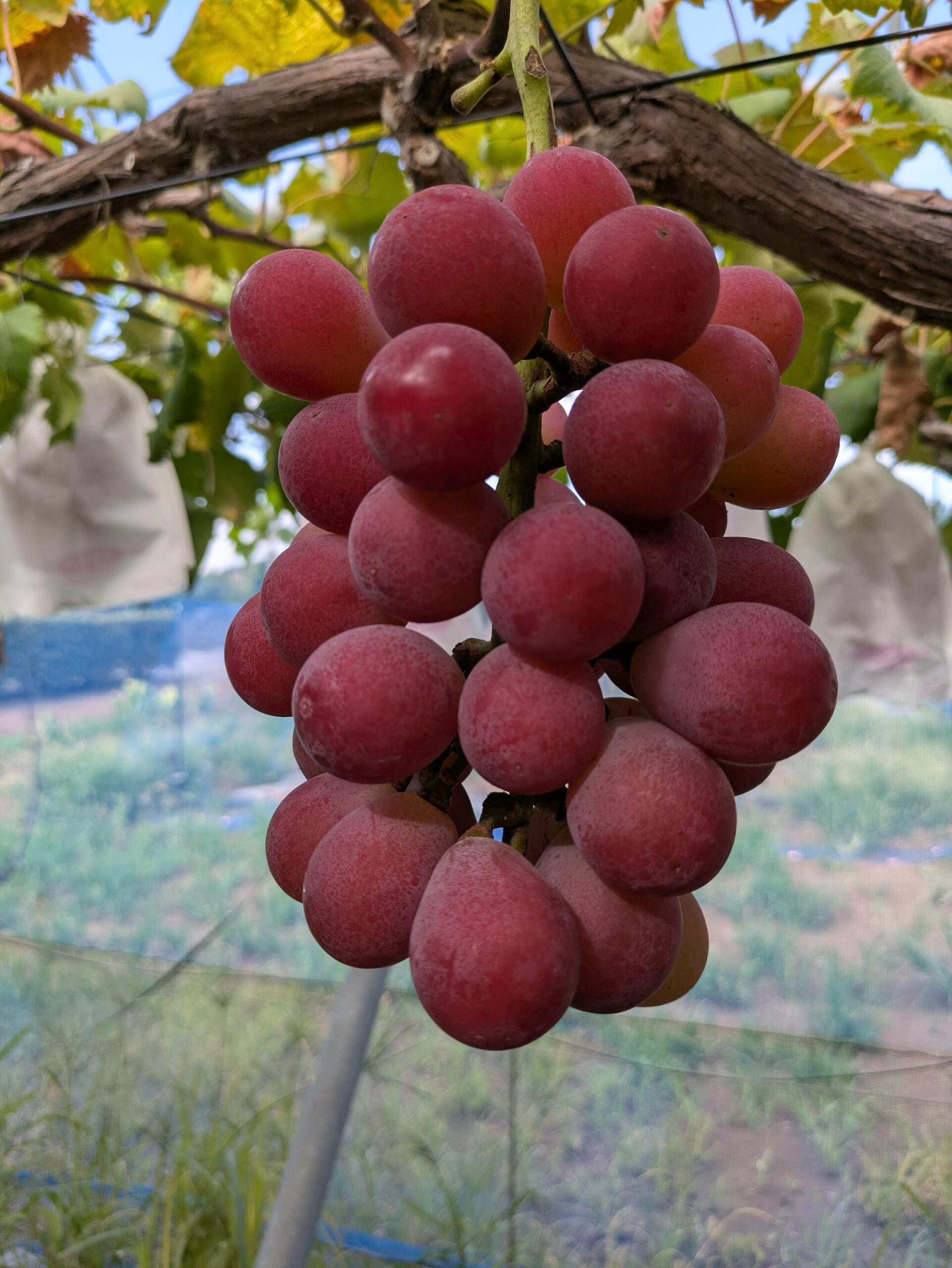 クイーンニーナ